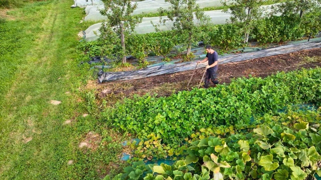 Travail superficiel du sol à la herse rotative