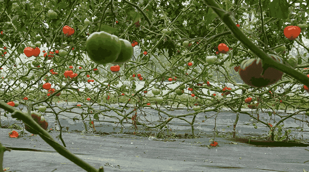 Schéma illustrant les bénéfices de l’effeuillage sur la santé du plant