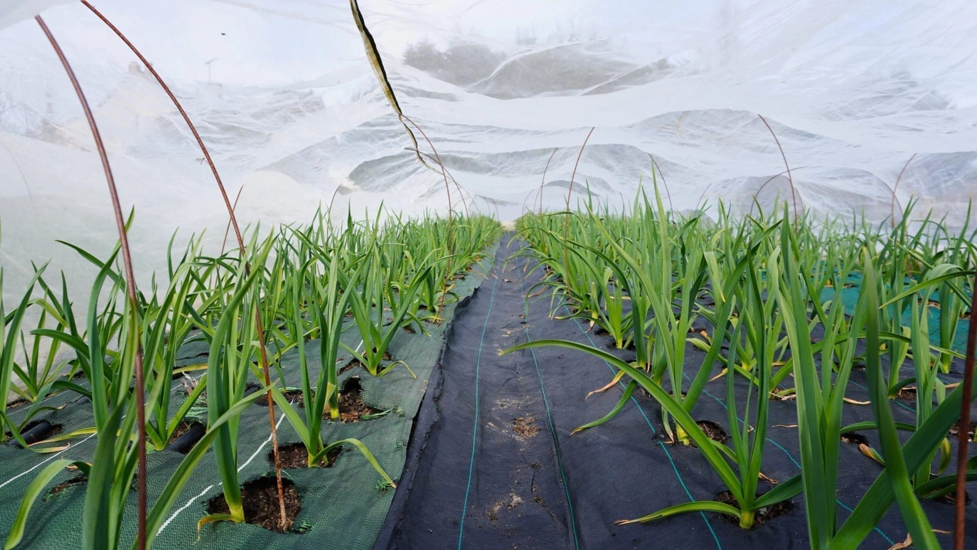 Cultures d’oignons sous filet anti-insectes