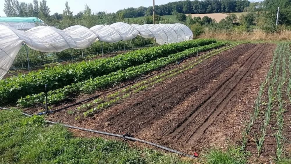 Lignes de goutte-à-goutte alignées le long des cultures
