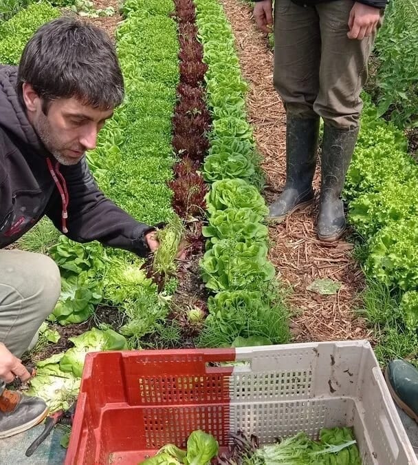 Pages intérieures du dossier sur le maraîchage bio-intensif