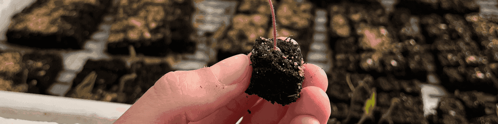 Plateau de micromottes prêt pour le semis de solanacées