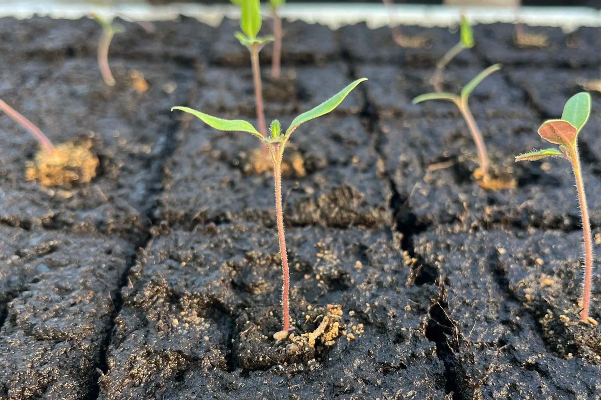 Rempotage d'une micromotte dans une motte Spidmot 16