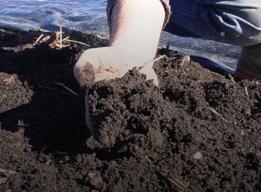 Planche prête à la plantation après une occultation réussie