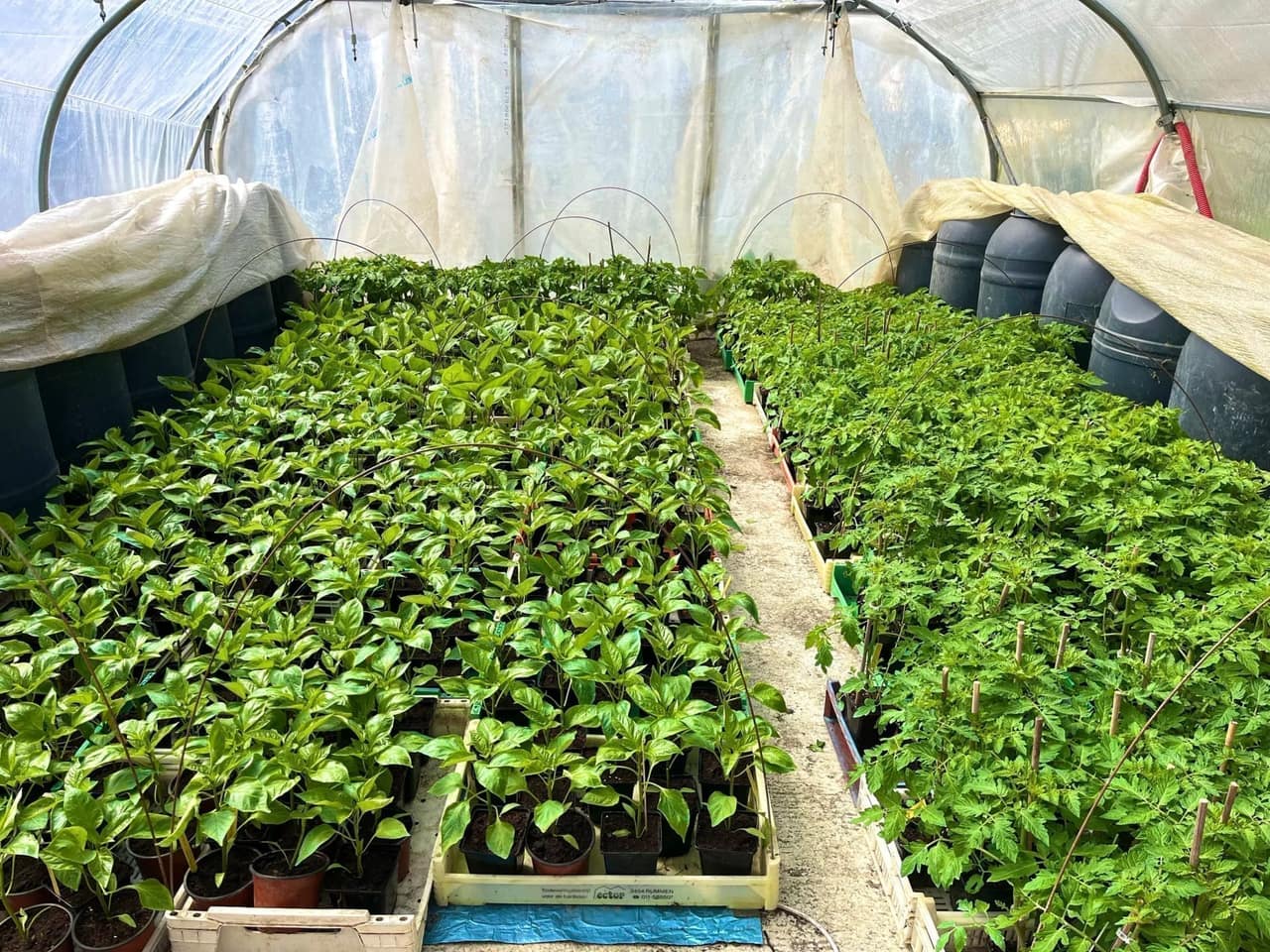 Filet thermique posé en bloc sur une table de plants de solanacées