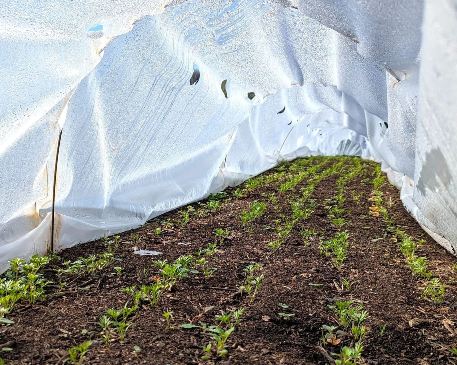 Tunnels Formule 1 alignés en début de printemps sur la microferme