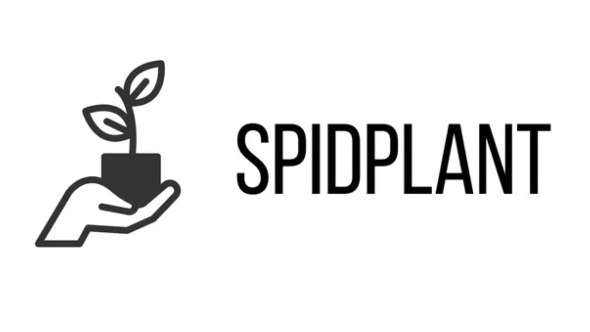 Spidplant