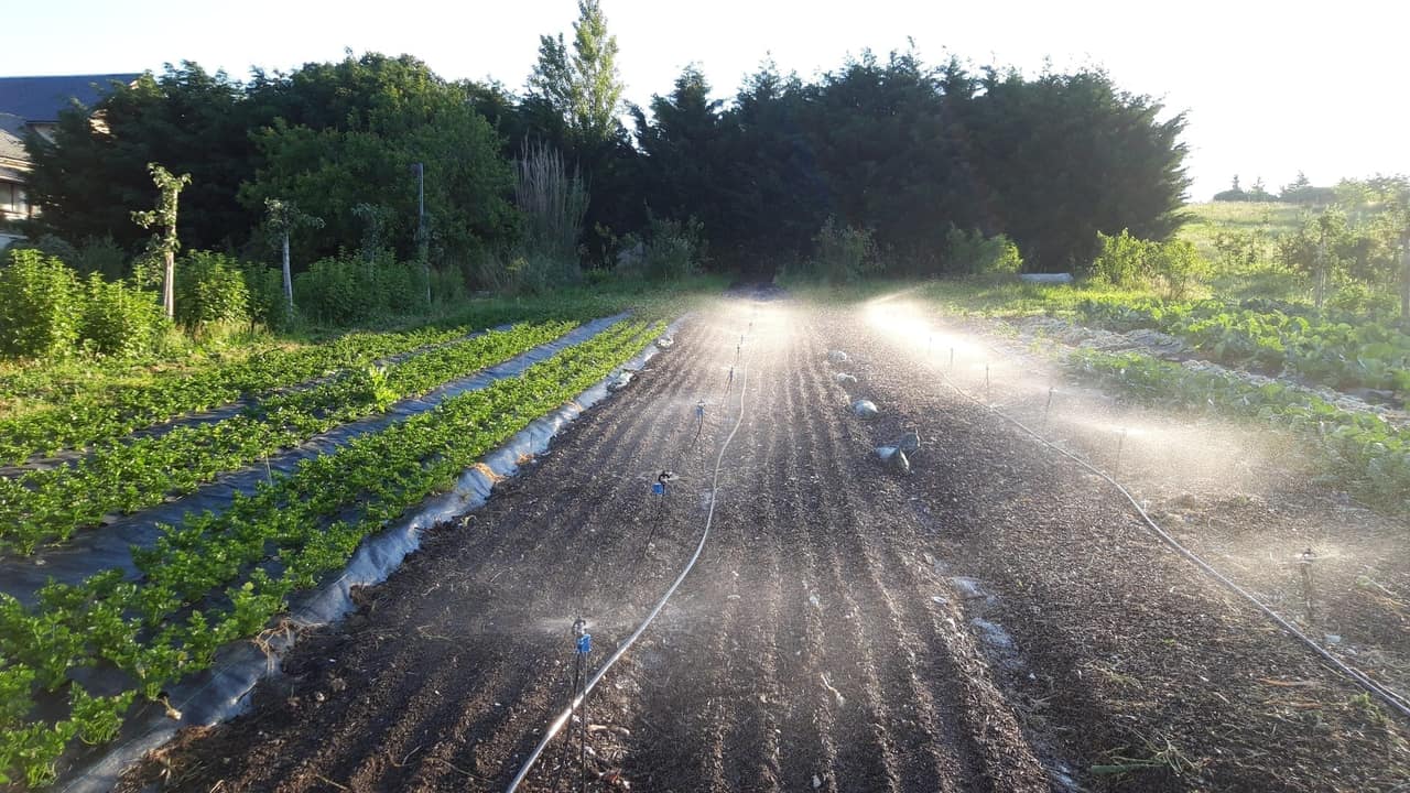 Overview of the bio-intensive vegetable garden at Les Jardins de la Valette in summer, with irrigation and mulching