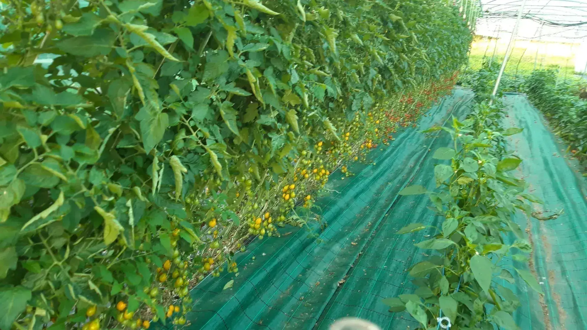 Tomates sous serre aux Jardins de la Valette